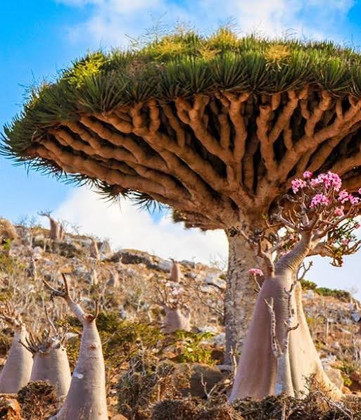 شرطة سقطرى تضبط 5 متهمين في قضية إطلاق نار على خلفية نزاع على أرض  Image